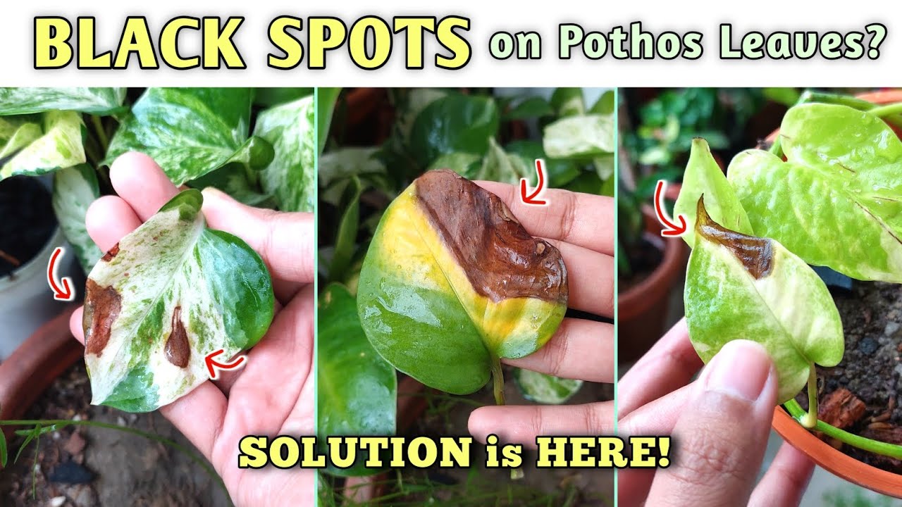 What do black spots on pothos mean? Zandex