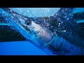 Blue Marlin Fishing in Cape Verde - The Blue Marlin Blues