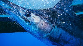 Blue Marlin Fishing in Cape Verde - The Blue Marlin Blues