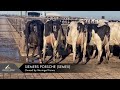 Siemers Porsche Semex Owned By Meringal Farms