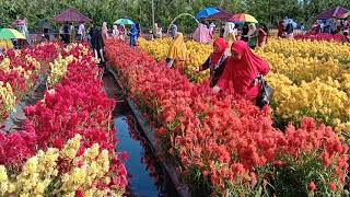 preview picture of video 'Di taman bunga  Celosia garden aceh Jaya.. Ada yg memetik bunga tnpa izin haram...'