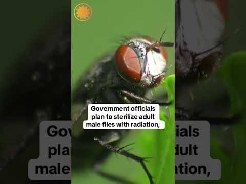 U.S. to breed and release billions of flies to try and fight flesh-eating maggots #shorts