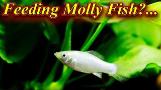 ஒரு நாளைக்கு எத்தனை முறை உணவு கொடுக்கலாம் ? Feeding Molly Fish?... / Fish Aquarium Tamil