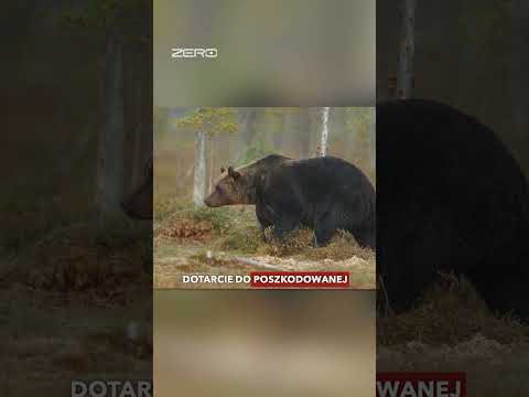 NIEDŹWIEDZIE ATAKUJĄ W BIESZCZADACH