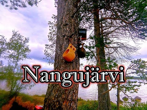 Isoja ahvenia ja taimenta lapissa Nangujärvellä