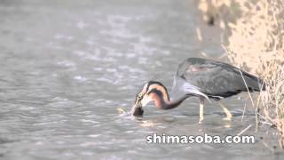 シロハラを襲うムラサキサギ(動画あり)