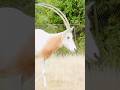 Scimitarhornedoryx Horned Oryx 4k Sunnydayvibes Wildlife Animals Nj4d