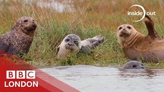 Why seals are coming back to the Thames - BBC London