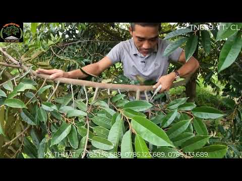 Kỹ thuật tỉa cành tạo tán cho cây sầu riêng