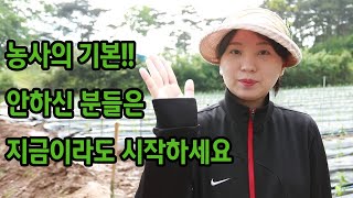노지고추에 기본을 잊지말자 (농사 50%는 성공)