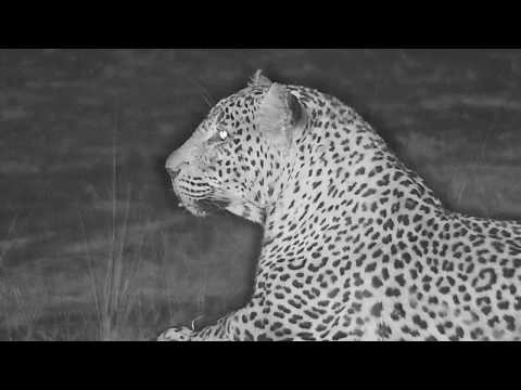 Djuma: Leopard-Tingana male moves off-Pt:5 - 22:11 - 09/29/19