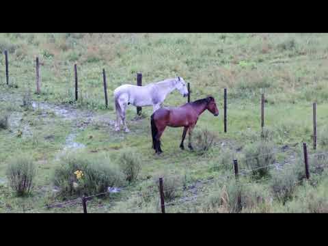 Dia de chuva-Walther Morais ( Letra da Musica no Descritivo)