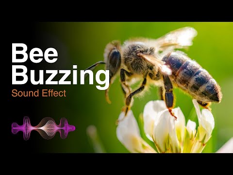 Bee Buzzing - Nature Sound Effects HD