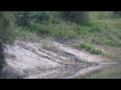 Djuma: Blacksmith Lapwings and Water Thick-knees - 14:54 - 04/16/2023
