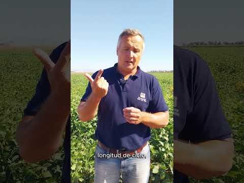 #SOJA 🌱 Jornada a campo en ensayos de la #RECSO en #INTAManfredi