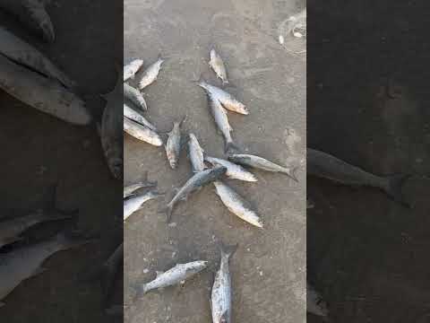 Tainhota jaguaruna litoral sul catarinense.