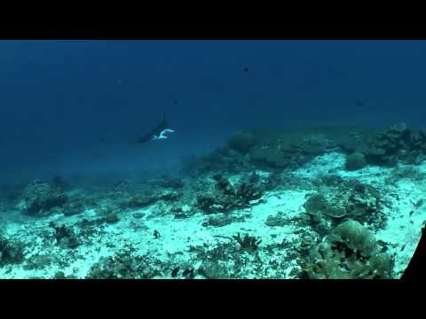 Manta Point im Addu Atoll, Addu Atoll,Malediven