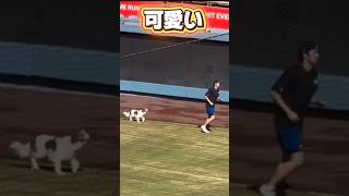 【オフシーズン】ドジャーススタジアムでデコピンとお散歩する大谷翔平