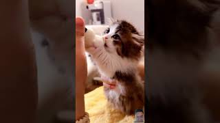 Download lagu Mimik cucu #cat #cute #funny #video #shorts mp3