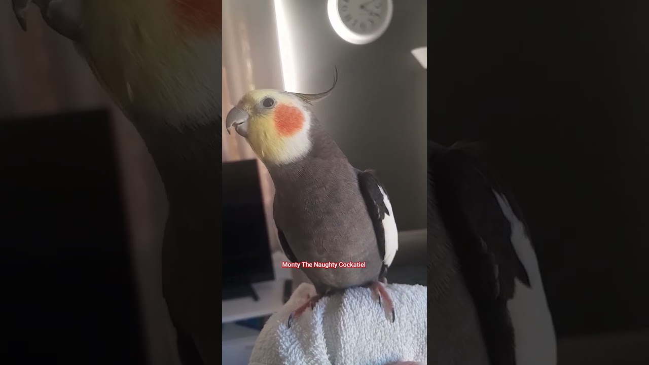 Monty The Naughty Cockatiel singing Jingle Bells song. #monty #viral