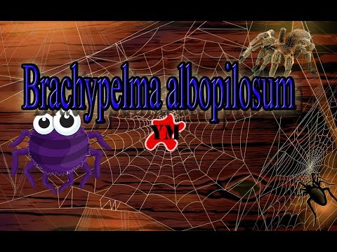 Обзор Brachypelma albopilosum