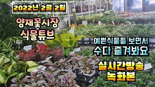 2022년 2월 2일 수요일  예쁜 식물들 보면서 수다즐겨봐요 #양재꽃시장 #식물튜브