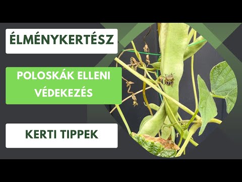 Amit mindenki szeretne tudni- Hogyan védekezzünk a poloskák ellen?🪲