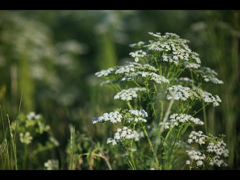 A flower magic in Halle an der Saale, Sachsen-Anhalt, Deutschland, Germany