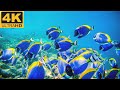 4K UHD Amazing Underwater Creatures Coral Reefs Colorful Undersea And Scuba Life