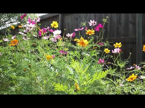 Cozmos in the Wind(2)