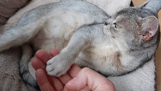 Abyssinian cat reacts to HOLDING MY CAT’S PAW FOR TOO LONG challenge | CUTE CAT CLEO