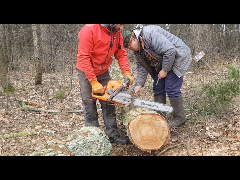 Piła Husqvarna 592xp - tygodniowa ocena 5 - - największej piły - przy asyście 254xp oraz 359. #3