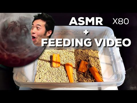 WORMS VS. CARROTS | ASMR? + Feeding Video