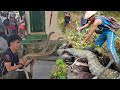 MONTERS KING COBRA NG TAYABAS QUEZON TATLO NA ANG NAT KLAW