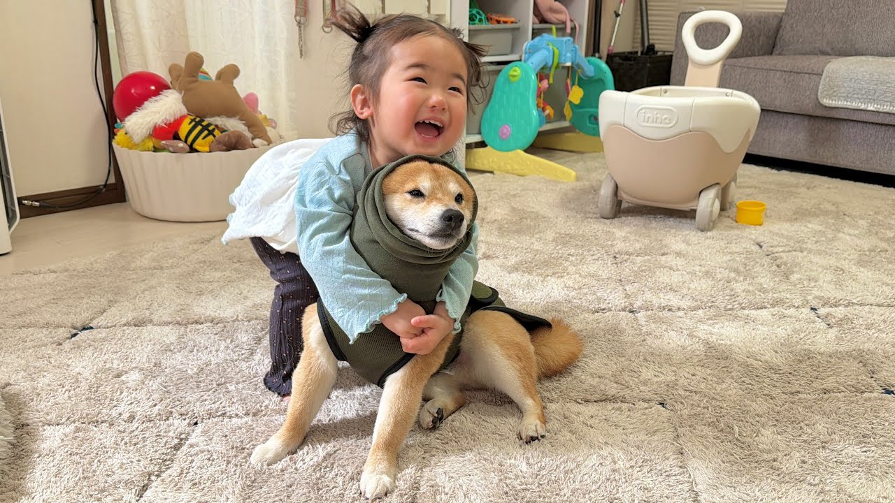 緊張状態で強張った表情を見せたところ全く違った形で1歳児に心配される豆柴