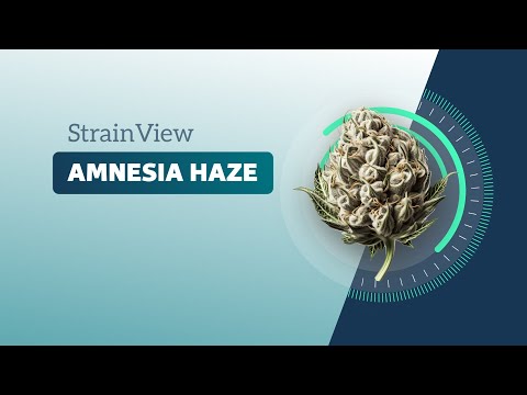 Amnesia Haze - StrainView