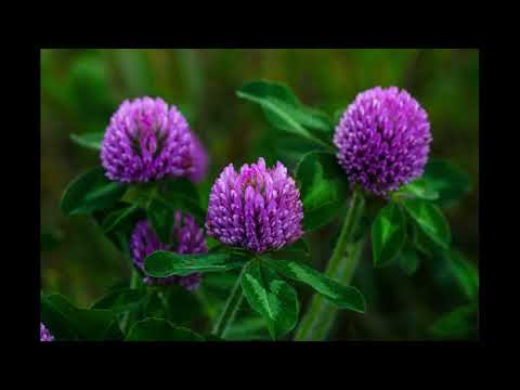 Top 5 tips for sowing red clover seed