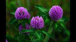 Top 5 tips for sowing red clover seed