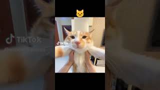 Download lagu Akhirnya ketemu juga suara kucing Penyihir 😗😄 mp3