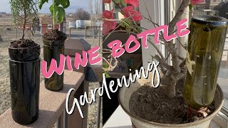 Upcycle your wine bottles for gardening