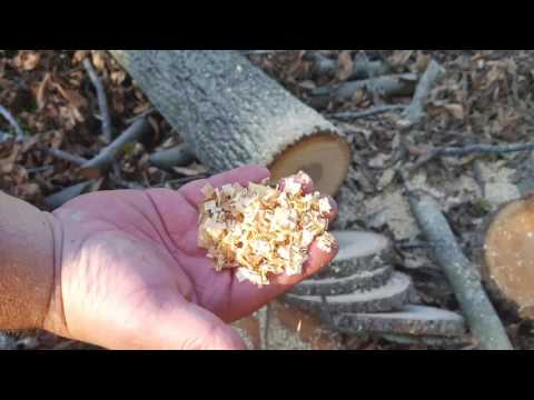 download lagu mp3 mp4 Oregon 90px Chainsaw Chain, download lagu Oregon 90px Chainsaw Chain gratis, unduh video klip Oregon 90px Chainsaw Chain