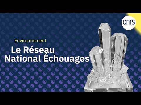 Le RNE, surveillance des échouages pour protéger la biodiversité marine | Talents CNRS