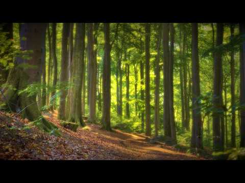 🌳 4K - Relaxing Nature Sounds For Stress Relief, Forest Sounds, Bird Song, No AI