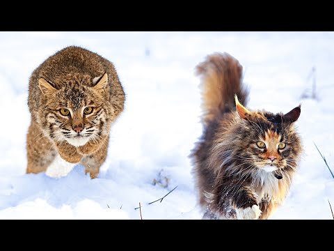 Bobcat vs Maine Coon - Who Would Win?