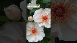 Download lagu #ジャクリーヌデュプレ #Jacqueline du Pré #バラ庭 #rosegarden mp3 Download lagu #ジャクリーヌデュプレ #Jacqueline du Pré #バラ庭 #rosegarden mp3