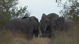 preview picture of video 'Kruger National Park, Elephants, Road Check - South Africa Travel Channel'