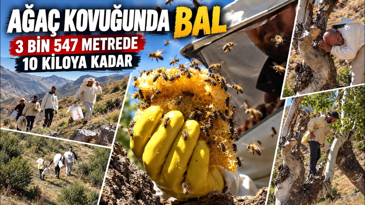Kilometrelerce yol aştılar, Arnos Dağı’nda doğal bala ulaştılar