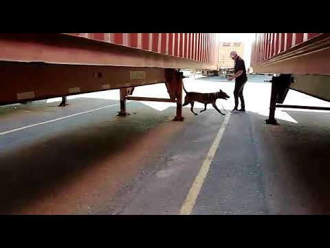 Seguridad privada k9(2)