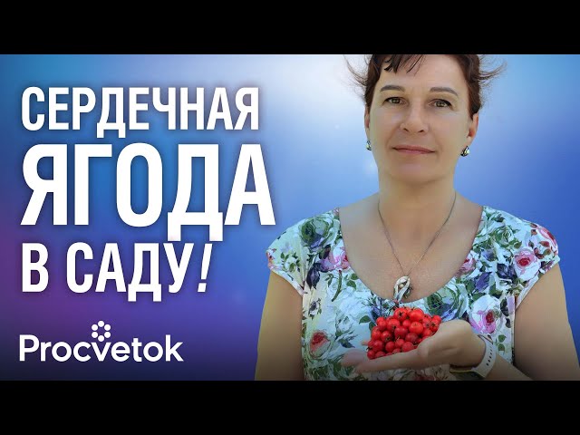 БОЯРЫШНИК - ягода №1 для сердца! Готовим настойку, целебную пастилу и масло из боярышника