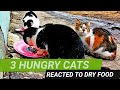 3 Hungry Homeless Cats Are Running Towards Dry Cat Food